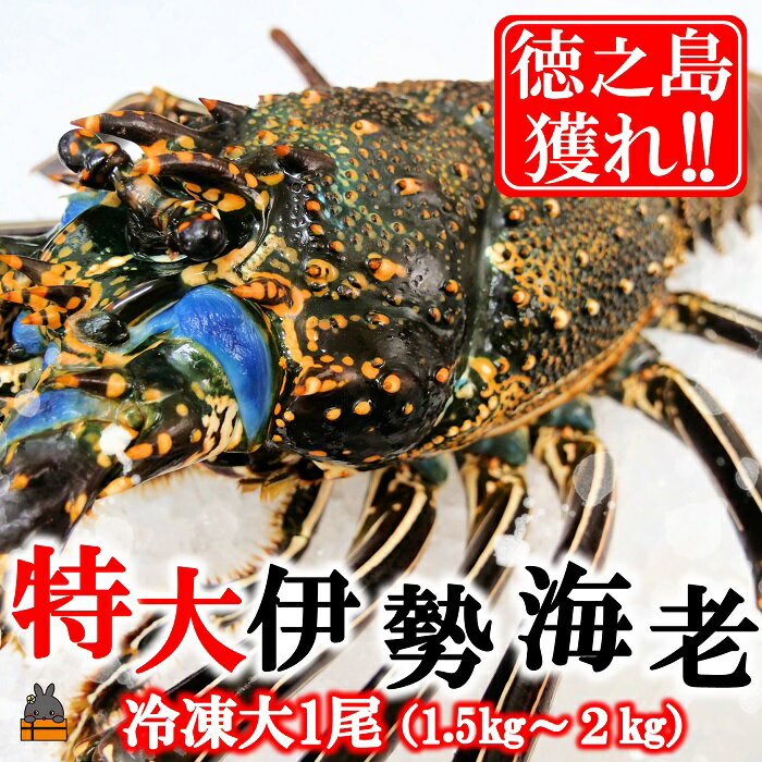 【ふるさと納税】新鮮なまますぐ冷凍!!徳之島産冷凍“特大”伊勢海老1尾（1.5kg以上） （ 伊勢えび イセエビ いせえび 伊勢えび 伊勢エビ えび エビ 海老 鍋 ご馳走 海の幸 料理 焼き 人気 海産物 家族 正月 お祝い ）