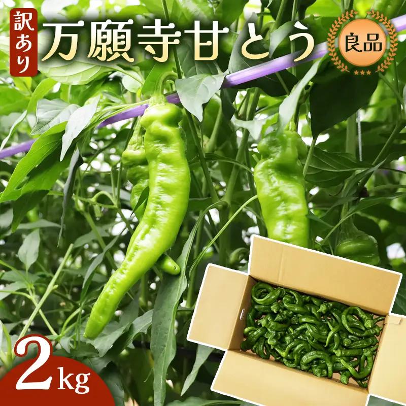【訳あり】 万願寺甘とう 良品 2kg | 万願寺とうがらし 訳あり野菜 京野菜