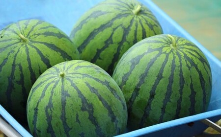  小玉スイカ 熊本和水町産 スイカ 小玉 (2玉) | スイカ 熊本県 スイカ 熊本 スイカ くまもと スイカ 和水町 スイカ 和水 スイカ なごみ スイカ なごみまち スイカ 小玉スイカ スイカ 2