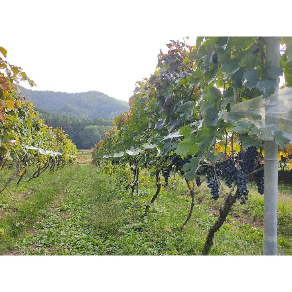 霧訪山シードル 塩尻市産 メルロー