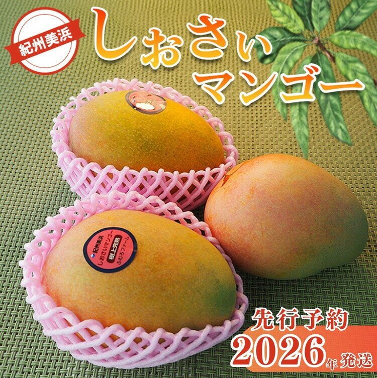 【ふるさと納税】【2026年先行予約】＼選べる内容量／ 紀州美浜しおさいマンゴー｜フルーツ 果物 くだもの まんごー 希少 国産 食品 おやつ デザート 産地直送 和歌山県美浜町産