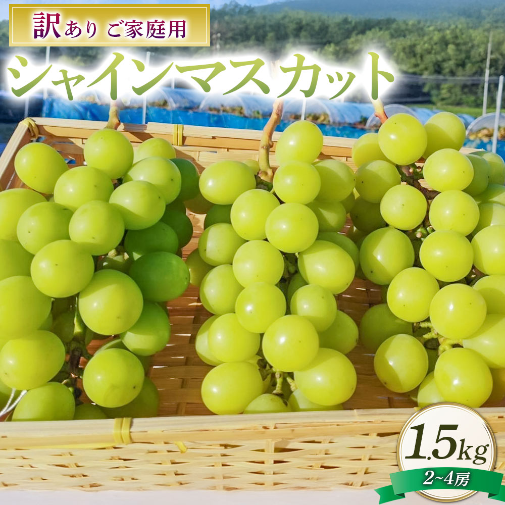 【ふるさと納税】訳あり シャインマスカット 2～4房 約1.5kg ご家庭用 マスカット ぶどう ブドウ 葡萄 種なし 果物 くだもの フルーツ 詰め合わせ おやつ デザート 常温 岡山県産 岡山県 美咲町 送料無料【2025年10月上旬～12月上旬発送予定】
