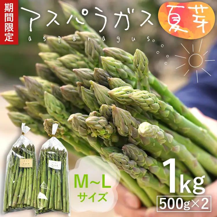 数量限定 アスパラ 夏芽 M~Lサイズ 1kg（500g×2）予約受付 2026年6月～8月頃に順次発送  野菜 農家直送  アスパラガス 福岡 九州 グルメ お取り寄せ