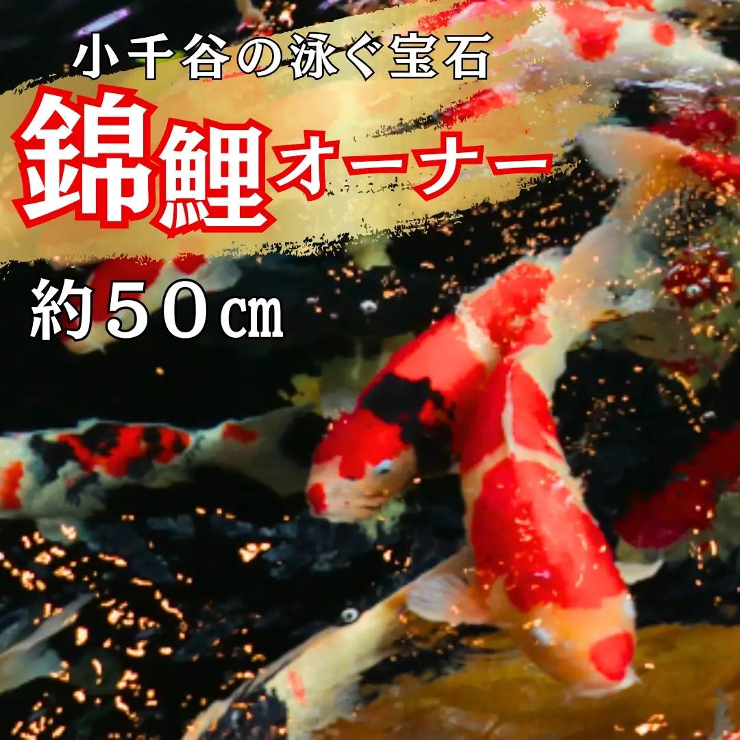 【錦鯉】錦鯉オーナー  サイズ50cm前後 | 新潟 錦鯉 オーナー