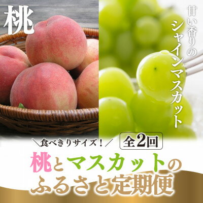 【ふるさと納税】【発送月固定定期便】岡山の桃とシャインマスカットが少しずつ届く【お試し定期便】(岡山県産)全2回【配送不可地域：離島】【4052622】