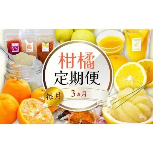 全 3回 3ヶ月 果物 定期便 ぽんかん 土佐文旦