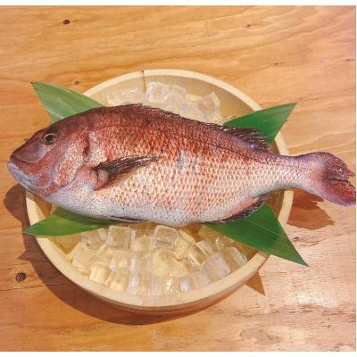 ふるさと納税 沼津市 沼津産　鯛ごま茶漬け(4袋)&鯛だし(4人前) |  | 03