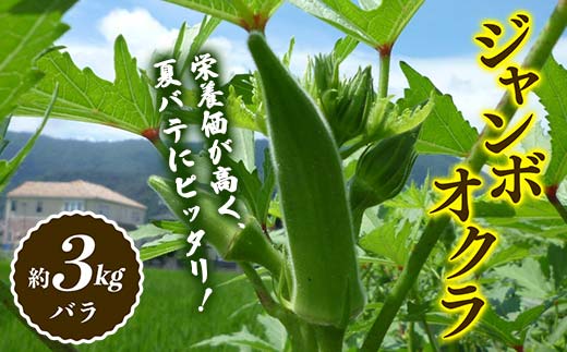 
【先行予約】オクラ (約3kg) 夏野菜 オクラ 名産品 ご当地 野菜 グルメ 食品 おひたし 天ぷら 炒め物 四国 F5J-362
