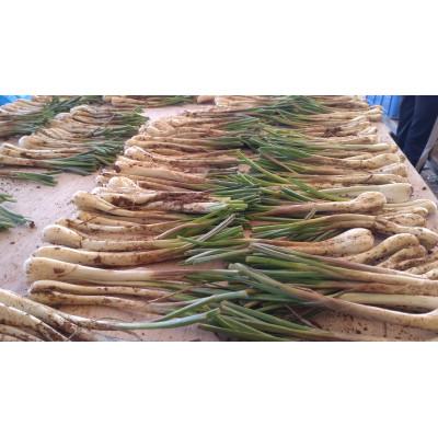 ふるさと納税 糸満市 【畑人市場】 土付き 生 島らっきょう 約 1kg |  | 01