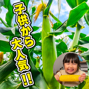 先行予約 とうもろこし 約10kg ﾄｳﾓﾛｺｼﾄｳﾓﾛｺｼﾄｳﾓﾛｺｼ