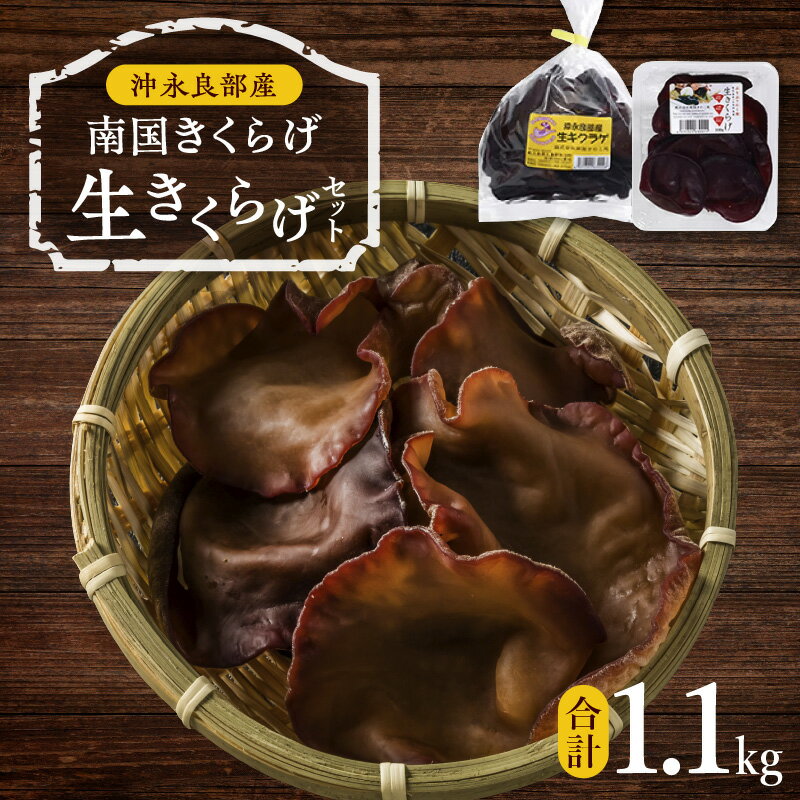 【ふるさと納税】 南国 きくらげ 生セット 計1.1kg 生きくらげ 木耳 きのこ 歯ごたえ 肉厚 ミネラル ぷりぷり 食感 料理 美味しい 国産 大容量 ボリューム 沖永良部 冷蔵 南国きのこ苑 鹿児島 知名町 おすすめ ランキング プレゼント ギフト