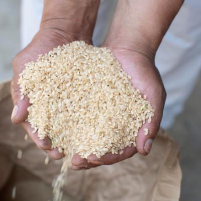 ふるさと納税 茨城県 令和7年産 茨城県産 常陸牛農家が育てる コシヒカリ 精米 10kg |  | 01