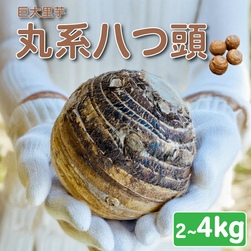 【ふるさと納税】 野菜 芋 里芋 丸系八つ頭 2~4kg 数量限定 期間限定 野菜 芋 さといも 八つ頭 埼玉県 限定 羽生市産