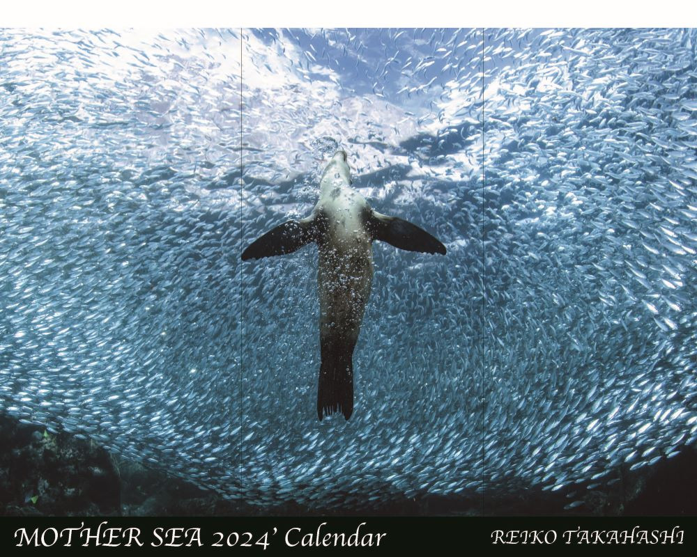 
《予約受付》2024年度 高橋怜子 海の絶景 カレンダー　ナショナル ジオグラフィック写真コンテスト 総合グランプリ受賞
