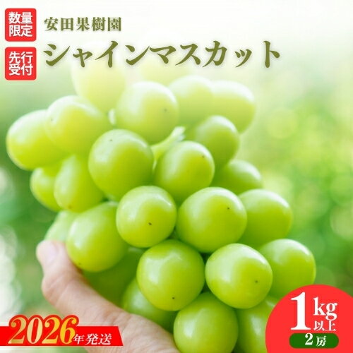 【ふるさと納税】No.2609ぶどう　シャインマスカット1kg以上【2026年発送 先行予約】