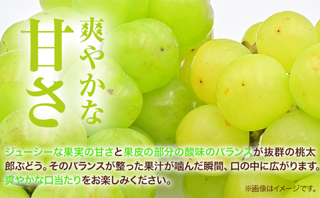 桃太郎ぶどう 2房(480g以上) ハウス栽培 【配送不可地域あり】ぶどう