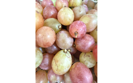 ぶどう2026年  クイーンニーナ シャインマスカット 厳選 秀品 粒だけ 約2kg 農林大臣賞受賞 岡山 国産 果物 フルーツ シャイン マスカット2026年8月上旬から発送