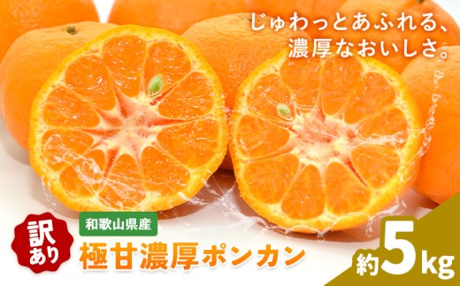 ご家庭用 極甘 柑橘 有田育ちの 濃厚 ポンカン 約5kg 有田マルシェ《1月中旬-2月下旬頃発送予定》和歌山県 日高町 国産 ぽんかん 訳あり 柑橘 果物 フルーツ ギフト 送料無料