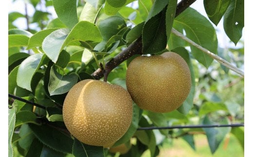 
            【先行予約 数量限定】幸水 5kg 大島梨｜梨 幸水 甘い 旬 フルーツ デザート みずみずしい 群馬県 前橋市
          