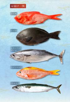 【11回定期便】季節の鮮魚 おまかせお楽しみセット（プラチナコース）天然魚 食べ比べ 魚介類 海鮮料理【J00054】