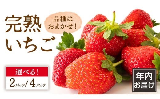 
                  【 年内お届け 】 完熟 いちご （選べる内容量/2パック/4パック） 大粒 いちご 苺 イチゴ フルーツ 果物 [AF113ci00]
                