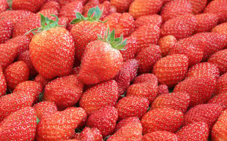 OT01：鳥取県産いちごかおりの　ギフト箱　15粒