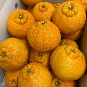 不知火 5kg ご家庭用 農園直送 先行予約 2026年4月発送 愛媛 数量限定 愛媛県産 人気 柑橘 伊予市｜B536