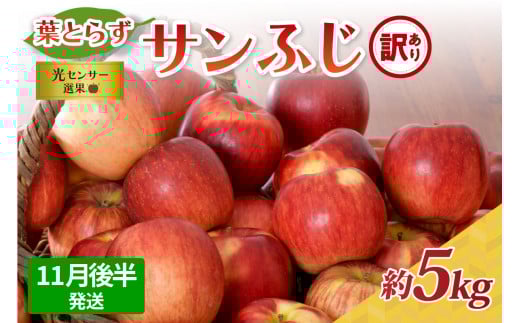 【2025年11月後半発送】【訳あり】青森県産葉とらずサンふじりんご約5kg