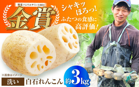 【野菜ソムリエサミット金賞】絶品れんこん約3kg / 蓮根 れんこん レンコン 蓮根 れんこん レンコン 蓮根 れんこん レンコン [IDC003]