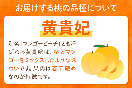 9月上旬より発送 季節の黄色い桃 約2kg（黄貴妃）