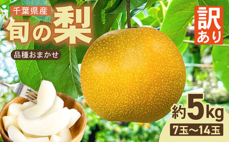 千葉県産 梨 品種おまかせ 約5kg 7～14玉入り 梨 なし ナシ フルーツ 果物 【2026年9月上旬発送開始】