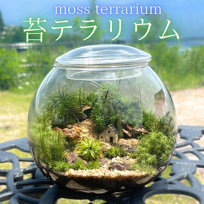 【ふるさと納税】苔テラリウム【配送不可地域：離島】