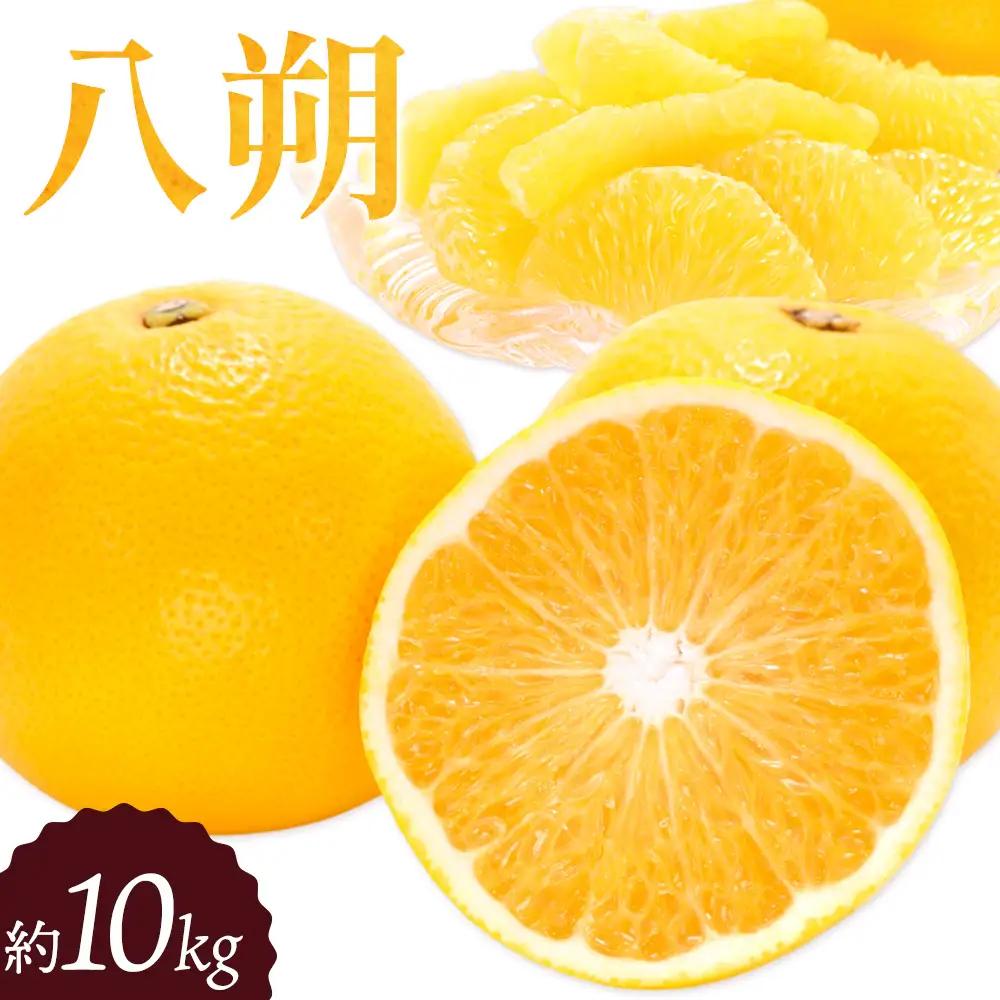 八朔 約10kg はっさく