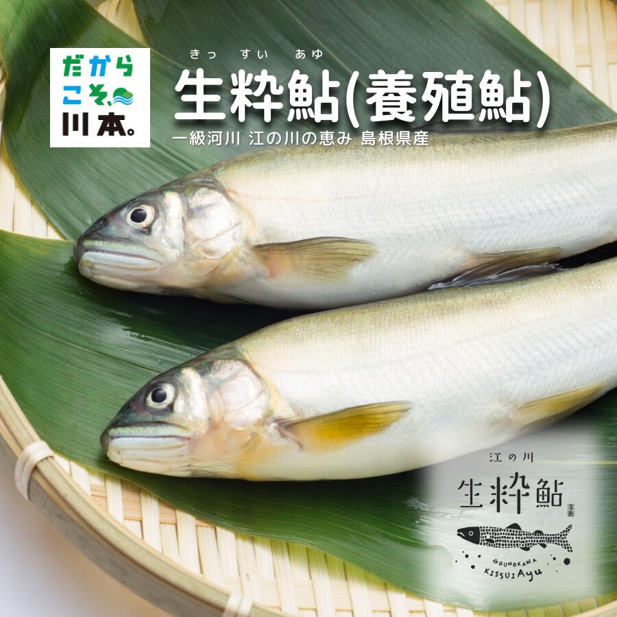 【ふるさと納税】一級河川・江の川の恵み・島根県産 / 生粋鮎（養殖鮎）約800g