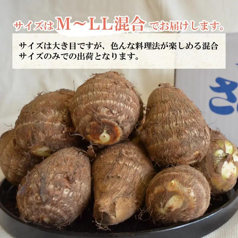 【先行予約】勝山市てらお産 かつやま里芋 5kg×1箱（サイズM～LL混合） ※2026年11月上旬より順次発送 [A-041006]