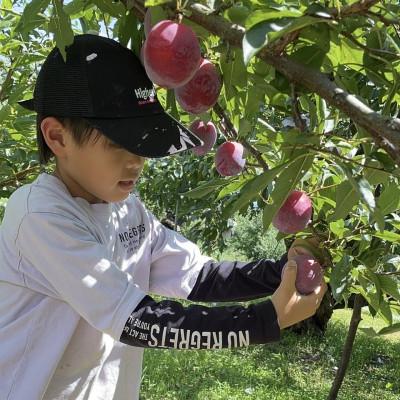 ふるさと納税 南アルプス市 南アルプス市 真夏の高級すもも「太陽」合計約2.4kg 貴陽の産みの親 農園直送　 |  | 02