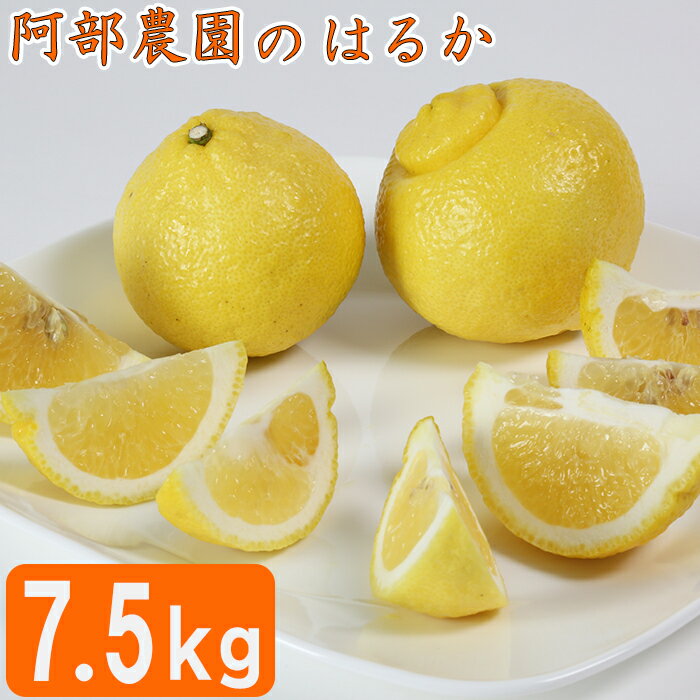 【ふるさと納税】【訳あり品】阿部農園の「はるか 約7.5kg」 みかん 柑橘類 はるか 先行予約 3月 訳あり 数量限定 フルーツ 黄色いみかん ＜112-010＞