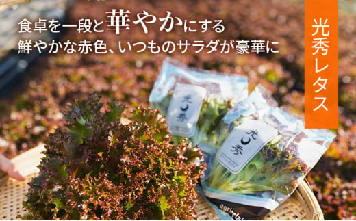 【6ヶ月定期便】美濃国やさいセット 計24袋 ｜ 野菜 野菜セット レタス フリルレタス 水耕栽培 安全 安心 衛生的 新鮮 シャキシャキ 産地直送 サラダ サンドイッチ ※離島への配送不可