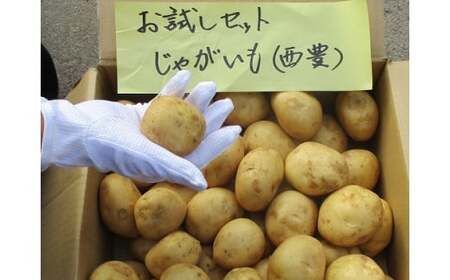 0C1-103A 有機JASじゃがいも（10kg/訳あり/S～Lサイズ）先行予約