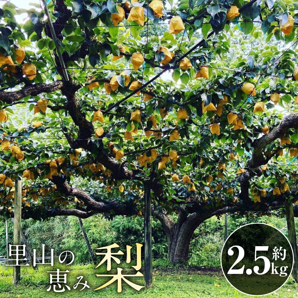 【ふるさと納税】里山の恵み梨 約2.5kg 梨 なし 果物 くだもの フルーツ 果実 豊水 あきづき 秋麗 新興 新高 国産 九州 熊本県 送料無料 【2025年8月下旬発送開始】
