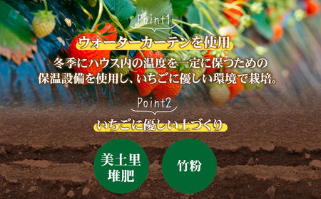 いちご 定期便3回 完熟 とちあいか 大粒 約1080g | イチゴ 大粒 栃木県 茂木町