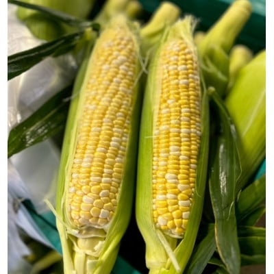
                  ＜2026年6月～7月順次発送＞とうもろこし 12本 甘々娘(A品) 朝採り スイートコーン【1713799】
                