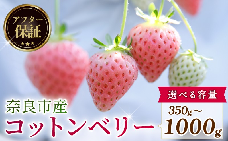 
                  【数量限定】 2027年発送 苺 いちご コットンベリー 1 ~ 2パック 約350g (1パック) 約500g (約250g×2パック) 約1000g (約250g×4パック) ゆりかーご 冷蔵 小分け 果物 スイーツ デザート くだもの フルーツ ふるさと納税 いちご 大粒 採れたて 完熟 おやつ 産地直送 先行予約 数量限定 季節限定 ブランド イチゴ ギフト 中村農園 奈良県 奈良市
                