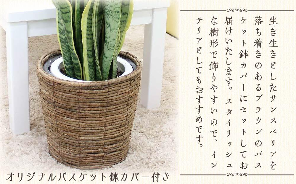 【観葉植物】サンスベリア 7号 ブラウンバスケット鉢カバー 土の表面:ウッドチップ ｜観葉植物 インテリア 部屋 おしゃれ 福岡県筑前町 送料無料
