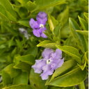 【ふるさと納税】香りの好い紫色の花を楽しみませんか?　ニオイバンマツリ【1545325】
