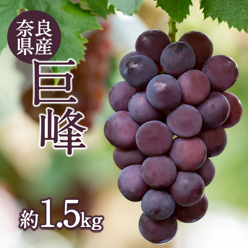 【ふるさと納税】巨峰1.5kg（2～3房） フルーツ ぶどう 葡萄 果物 奈良吉野