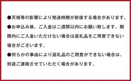 【訳あり】 ご家庭用 濃厚不知火 25～40玉 （ 約8kg ）【2027年2月下旬-3月上旬発送予定】デコポン みかん 柑橘 果物 フルーツ 熊本