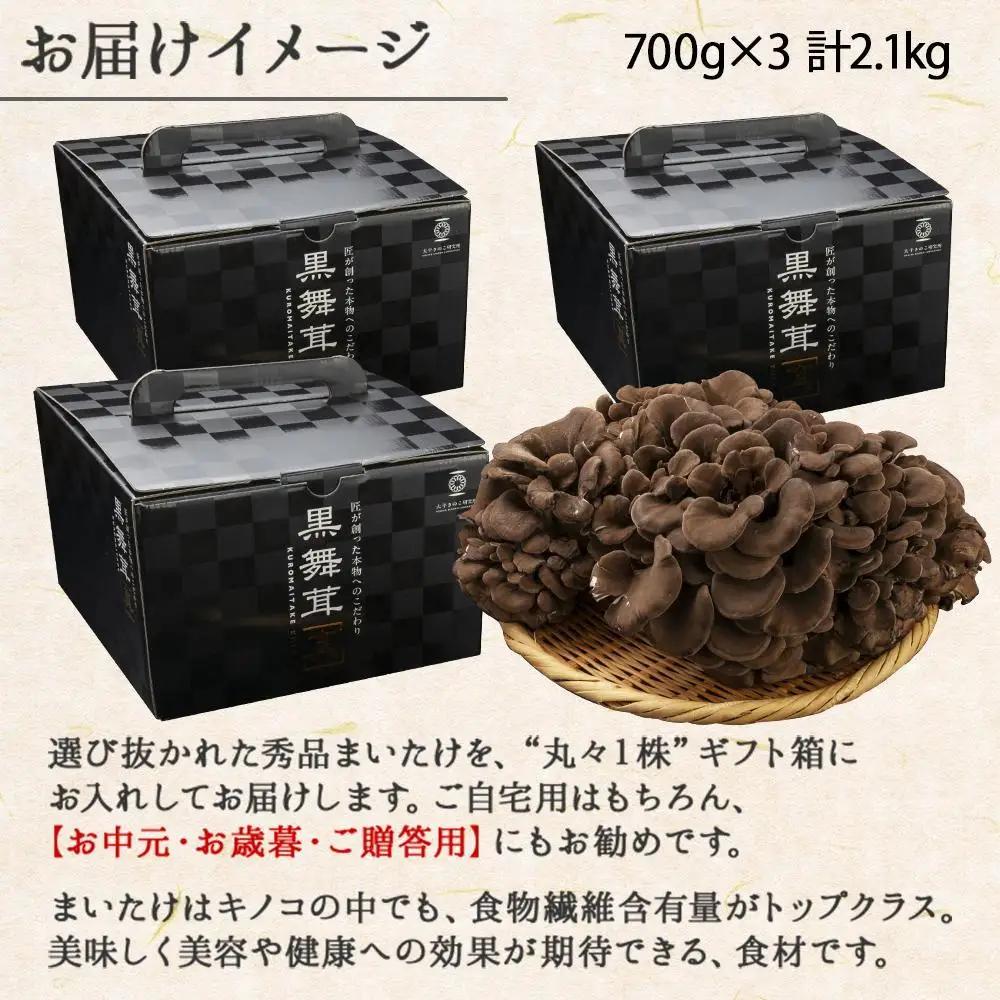 新潟県 南魚沼産 厳選 国産 黒 高級 舞茸 まいたけ 産地直送 700g ×3箱 計2.1kg