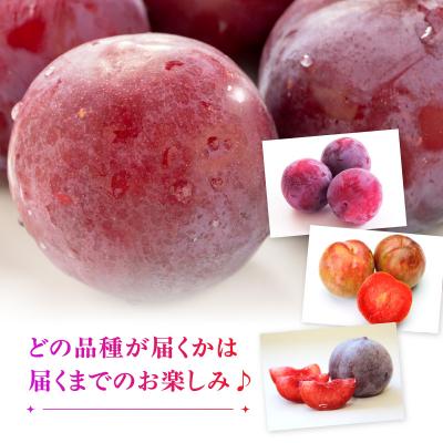 ふるさと納税 大江町 山形県大江町産 品種おまかせ すもも【2026年8月上旬〜順次発送予定】 004-012 |  | 01