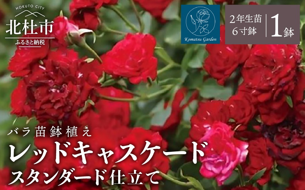 
                  【2027年2月以降発送】バラ苗鉢植え「レッドキャスケードスタンダード仕立て」　バラ 苗 鉢植え 返り咲き 四季咲き  6寸鉢 2年生苗  ガーデニング 母の日 父の日
                